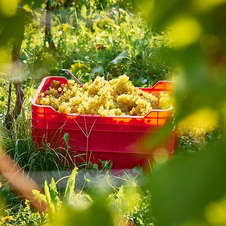 Kabaj Wine & Dine Hotell Dobrovo Eksteriør bilde
